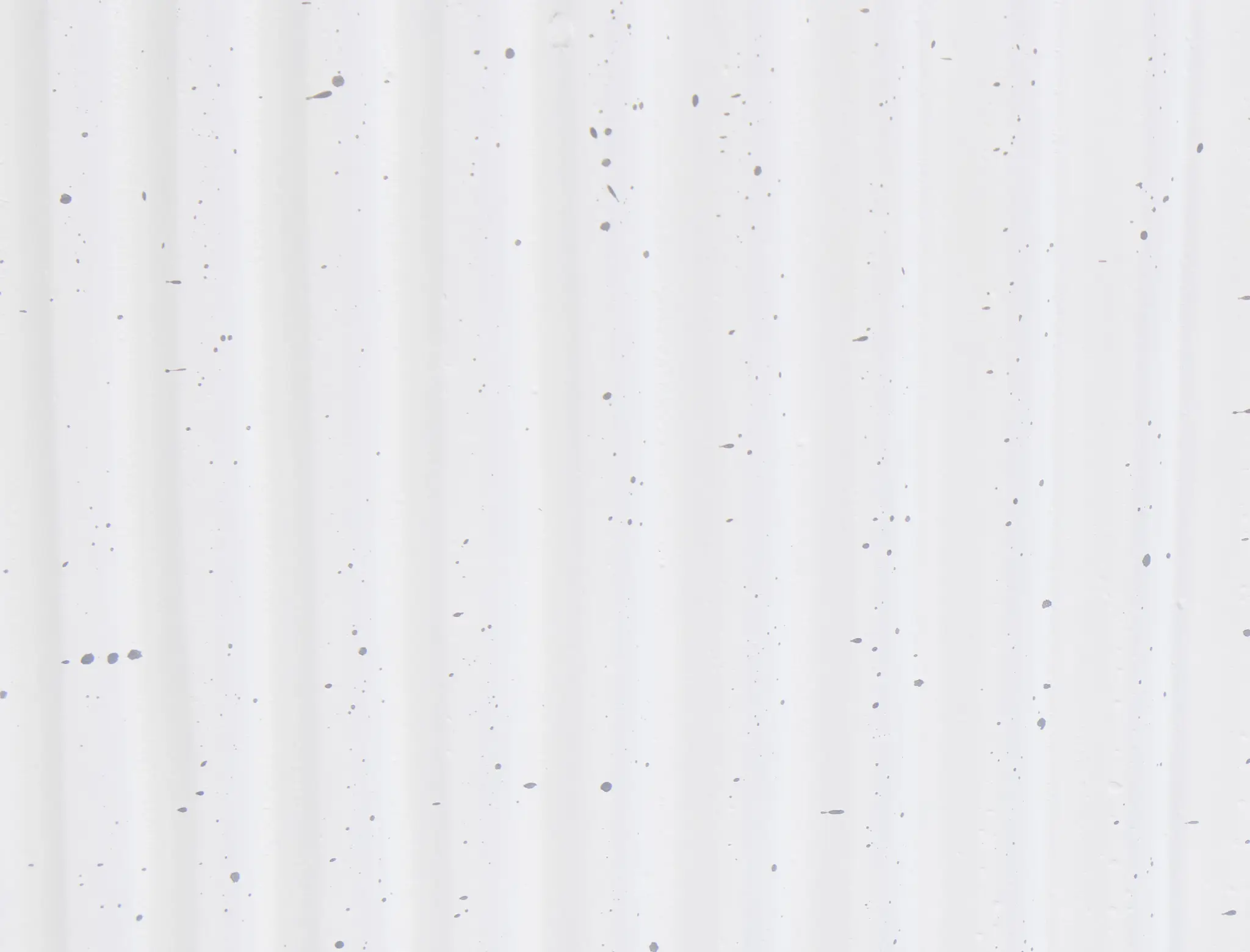 White White