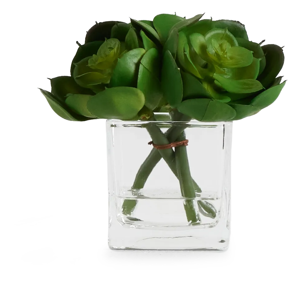 Desert Plant 5.5" Succulent