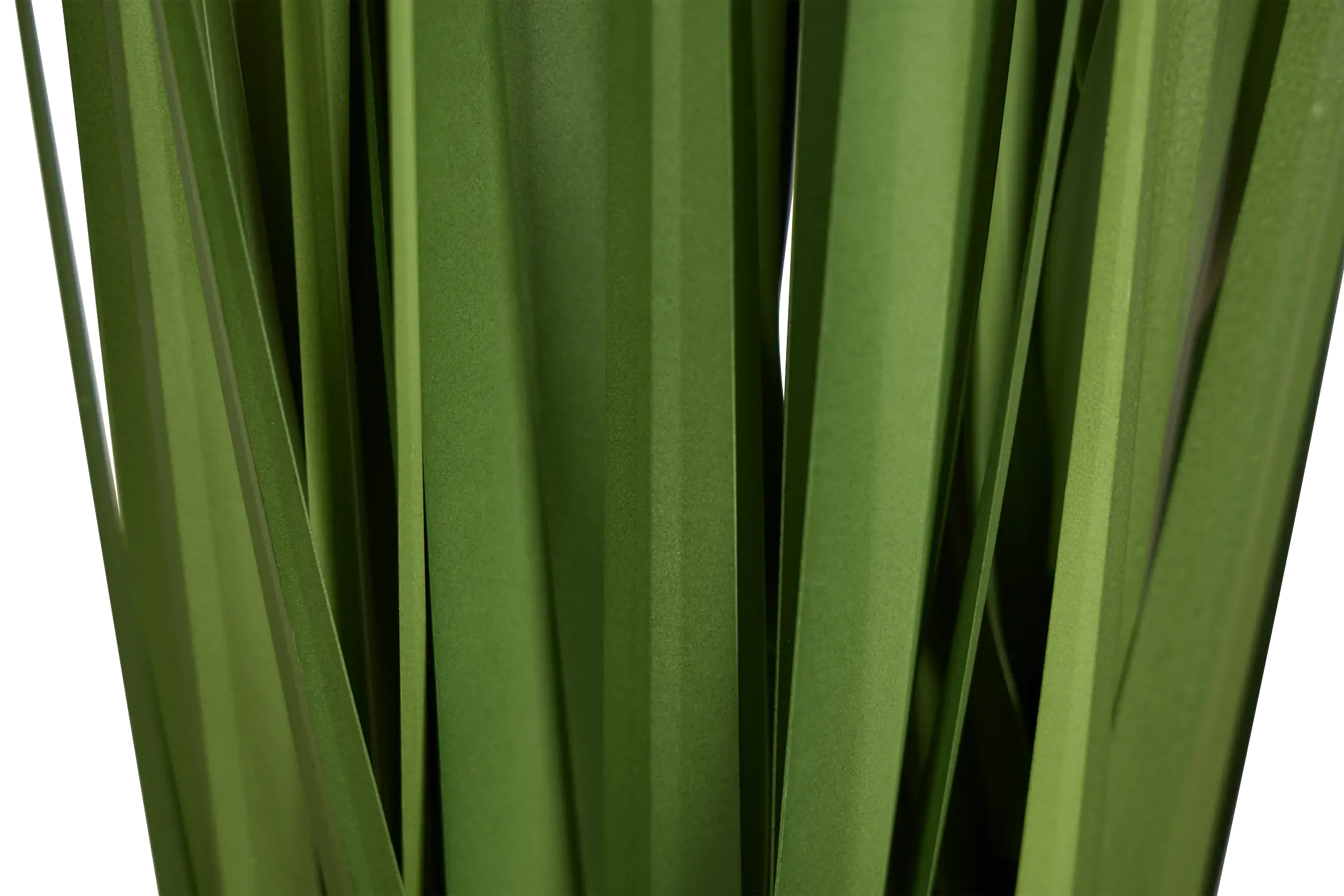 Lemon 3' Grass Lemon 3' Grass