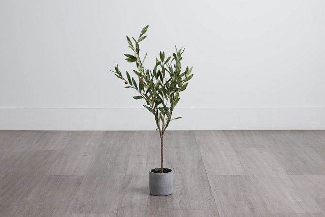 Olive Small Tree (0)