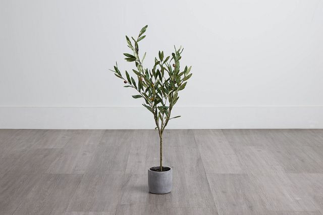 Olive Small Tree