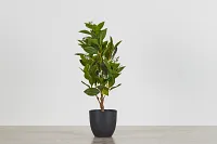 House Small Cement Tree