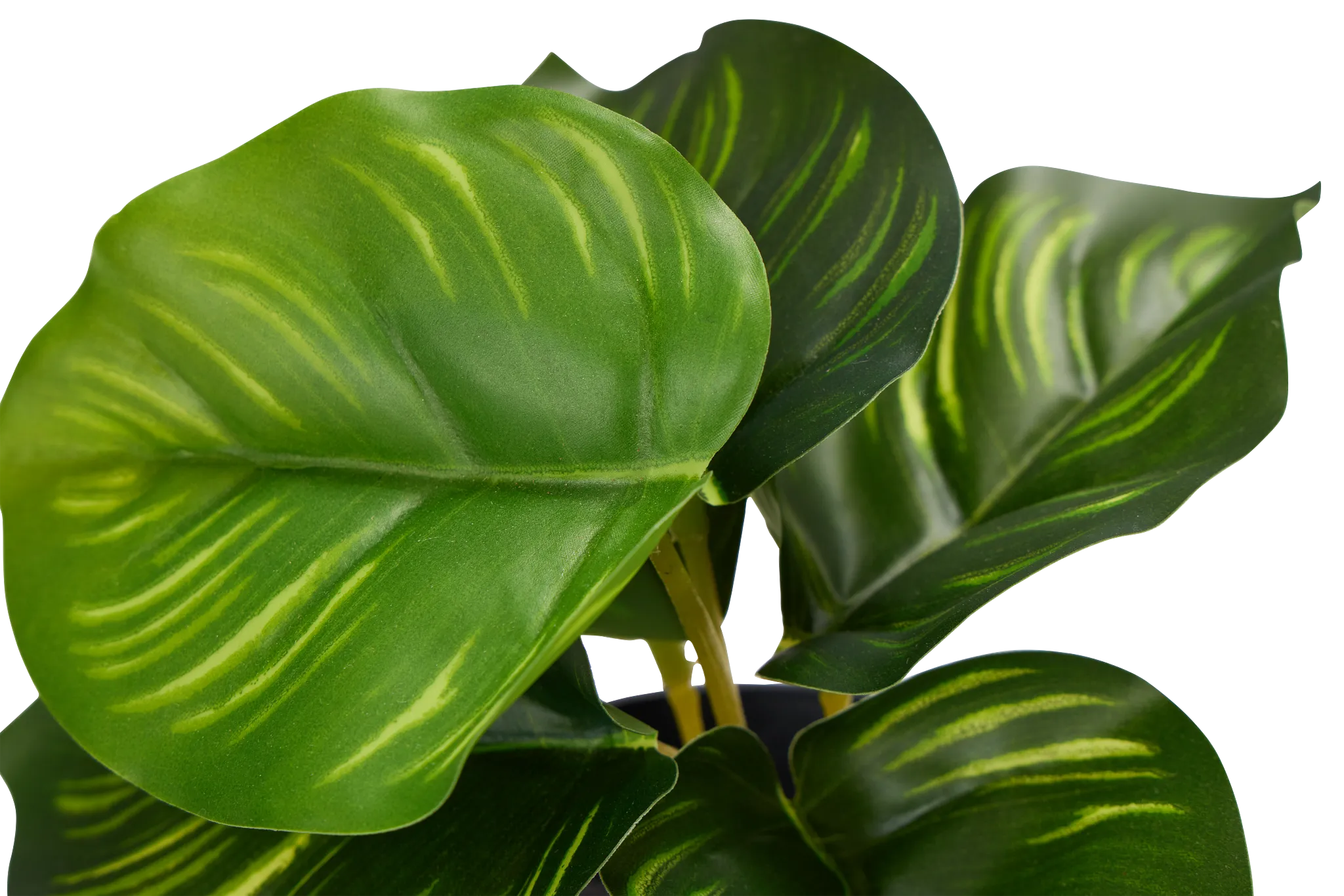 Diffenbachia Green 7" Greenery