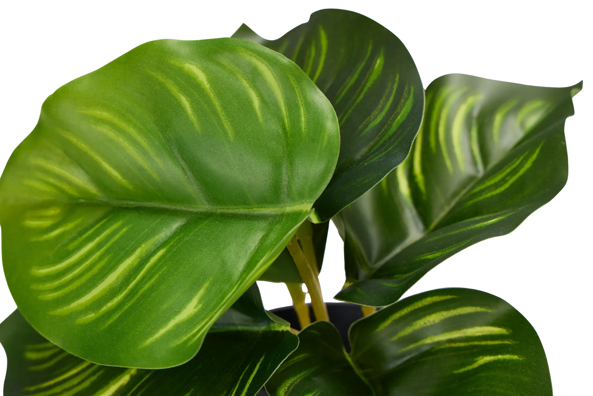 Diffenbachia Green 7" Greenery Diffenbachia Green 7" Greenery