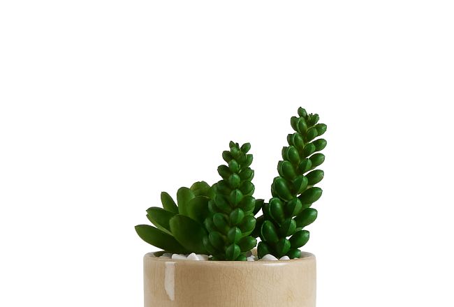 Desert Plant 6.5" Succulent