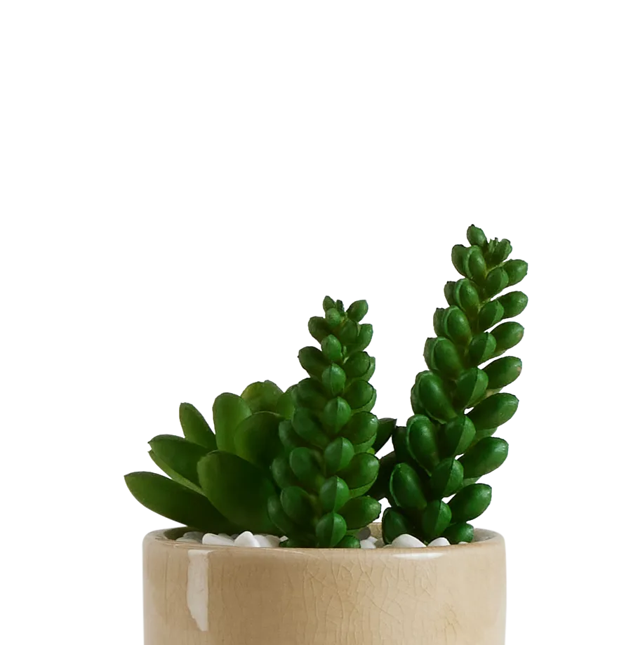 Desert Plant 6.5" Succulent