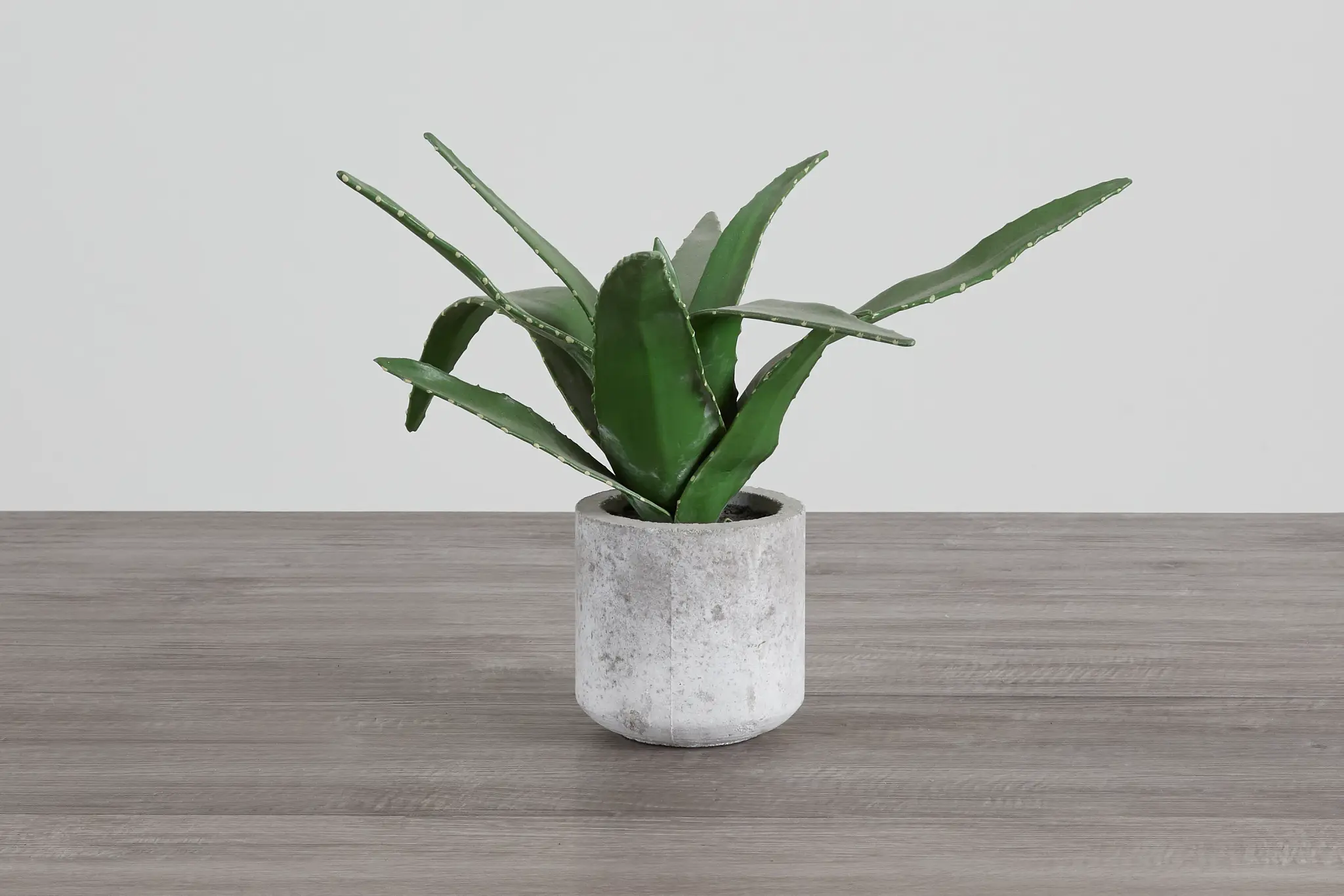 Agave Succulent Agave Succulent