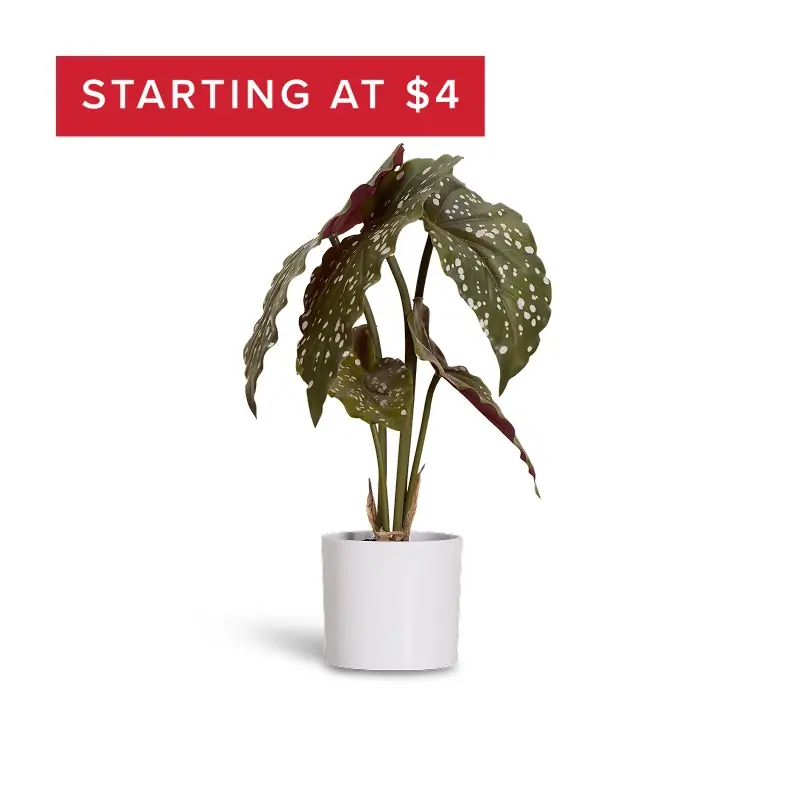 Plants