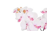 Orchid 7.5" White Floral Arrangement
