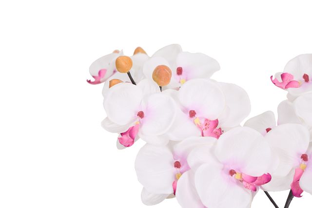 Orchid 7.5" White Floral Arrangement