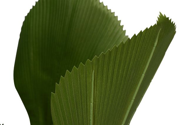 Fiddle Leaf Green 43" Greenery