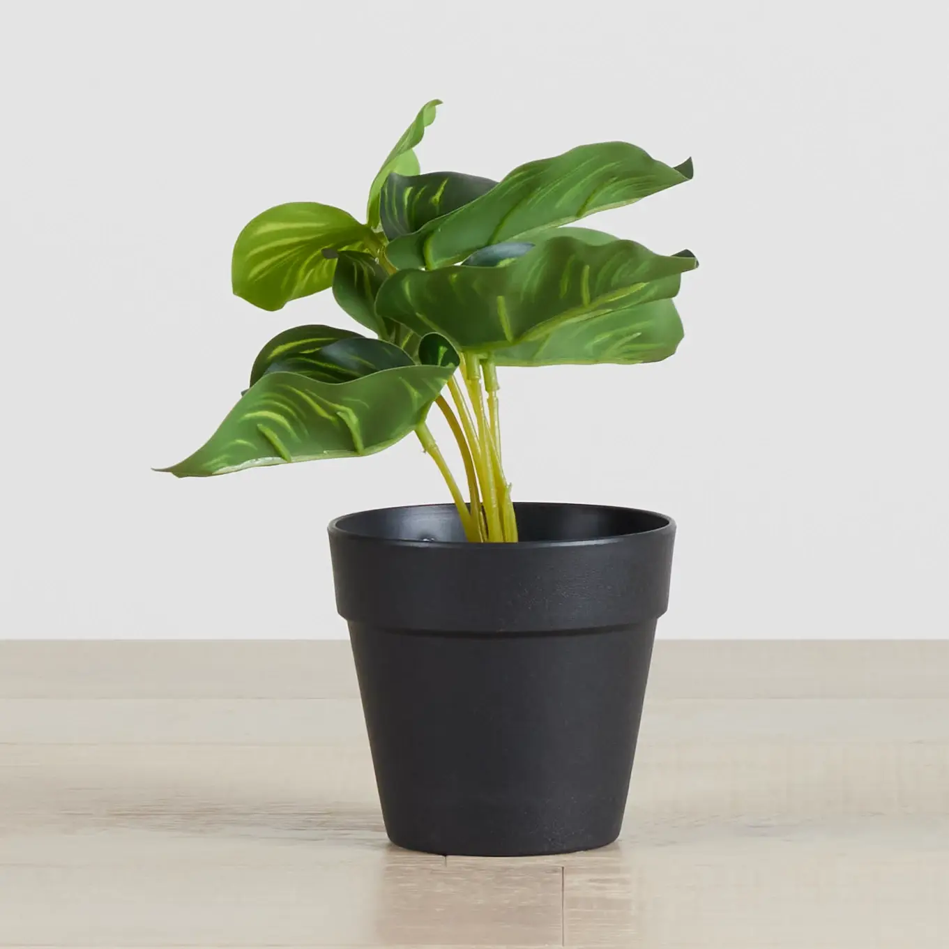 Diffenbachia Green 7" Greenery Diffenbachia Green 7" Greenery