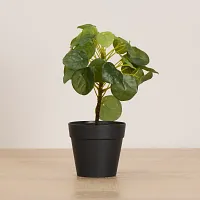 Pilea Greenery