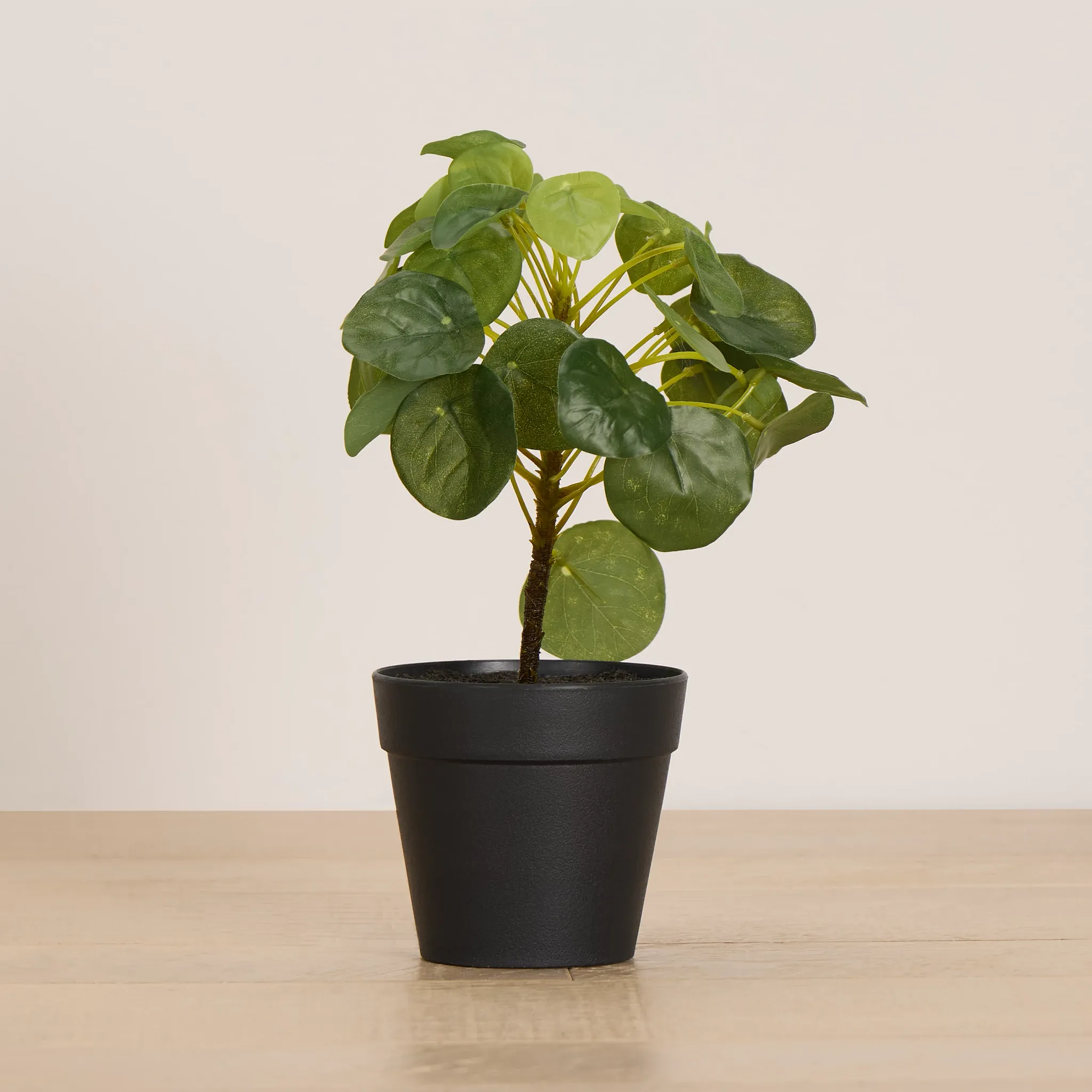 Pilea Greenery