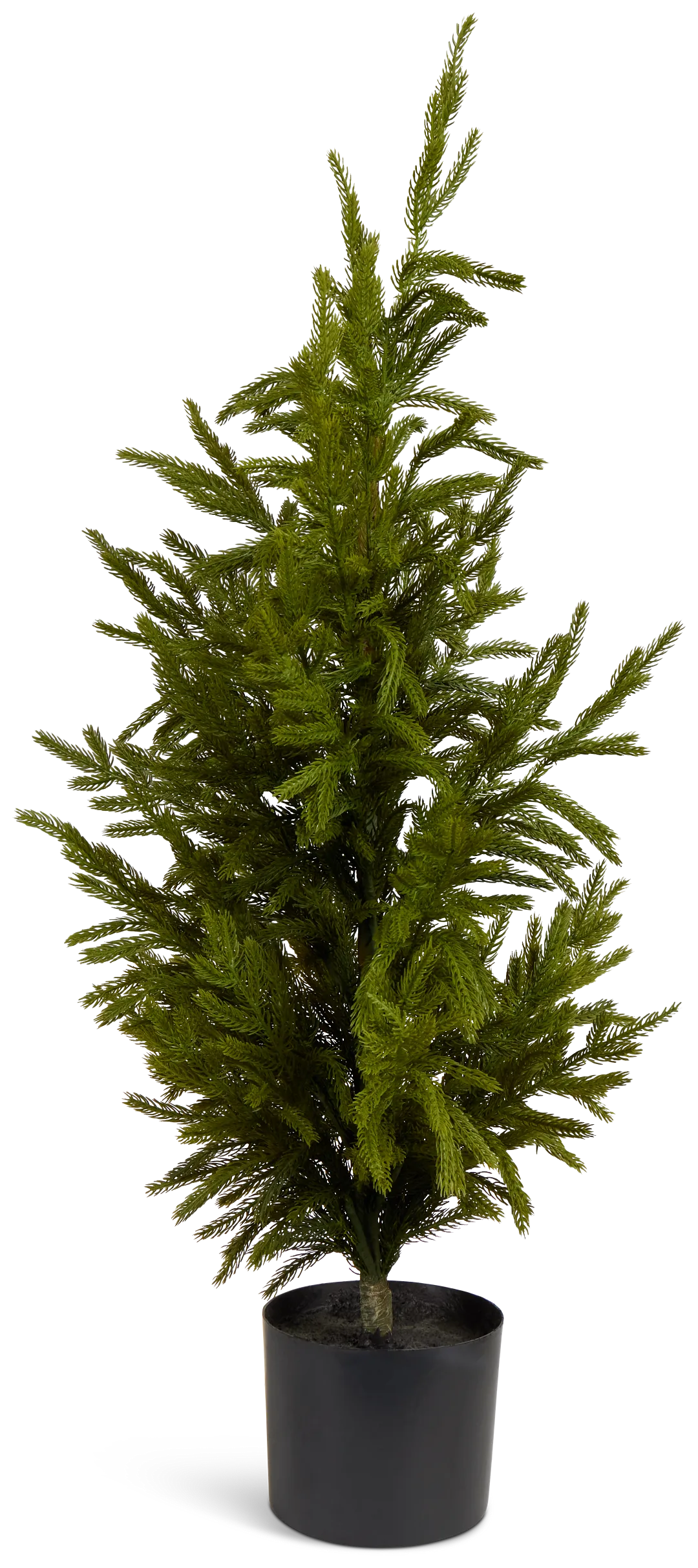 Cryptomeria 36" Tree