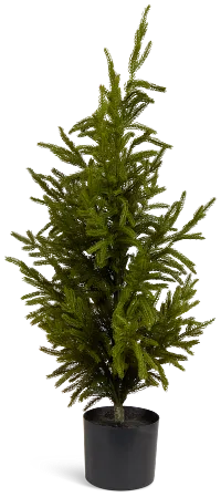 Cryptomeria 36" Tree