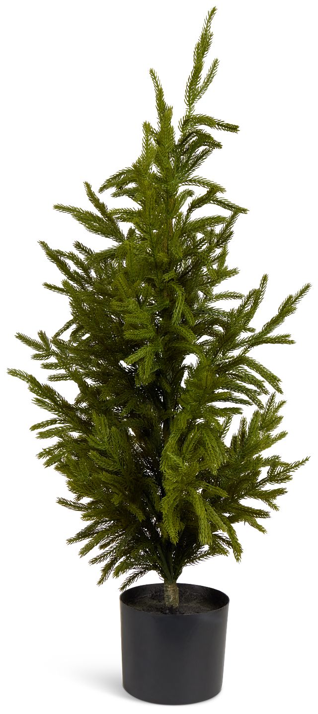Cryptomeria 36" Tree