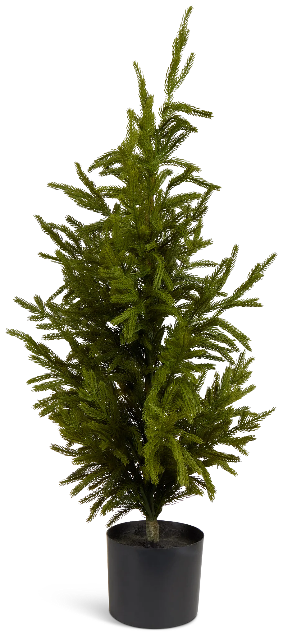 Cryptomeria 36" Tree