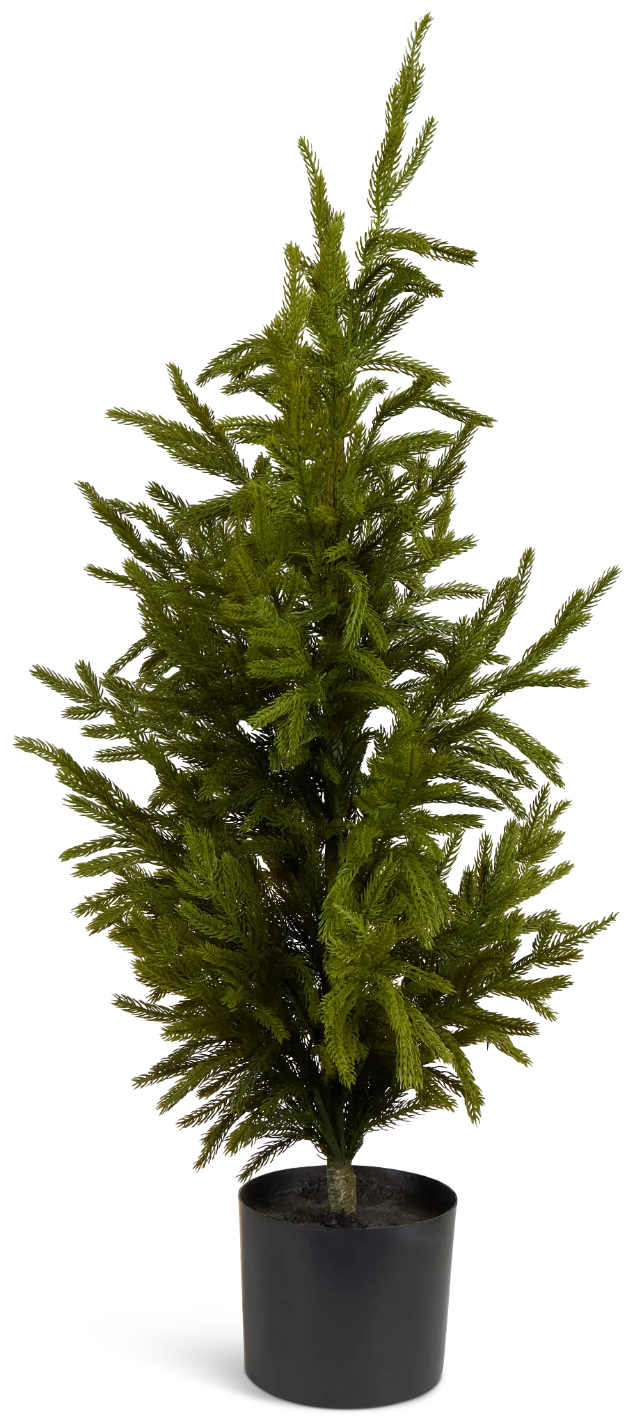 Cryptomeria 36" Tree Cryptomeria 36" Tree