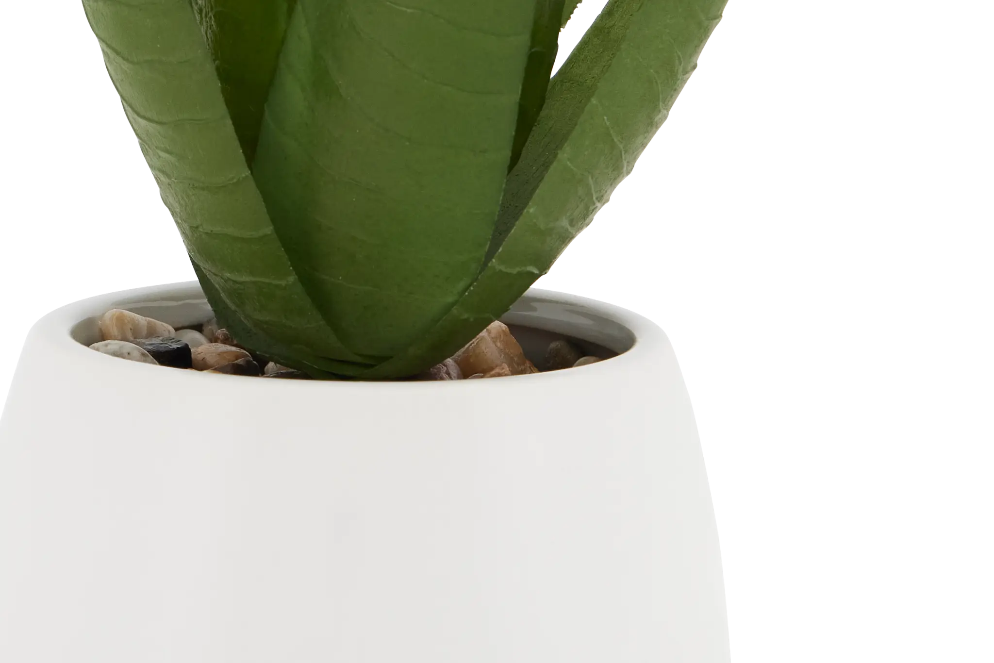 Maderia 11" Aloe Maderia 11" Aloe