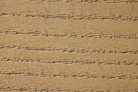 Pasadena Light Tone Rectangular End Table