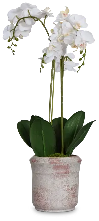 Orchid White 24" Floral Arrangement