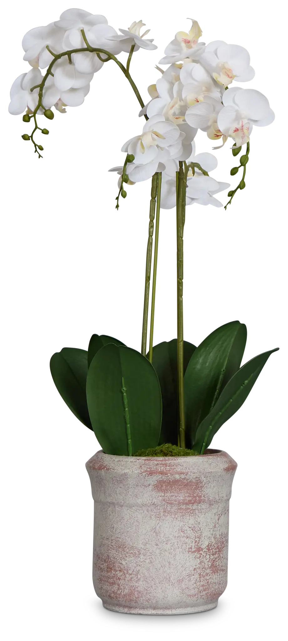 Orchid White 24" Floral Arrangement Orchid White 24" Floral Arrangement