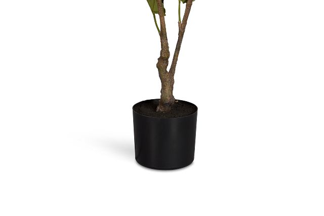 Fig 6' Tree