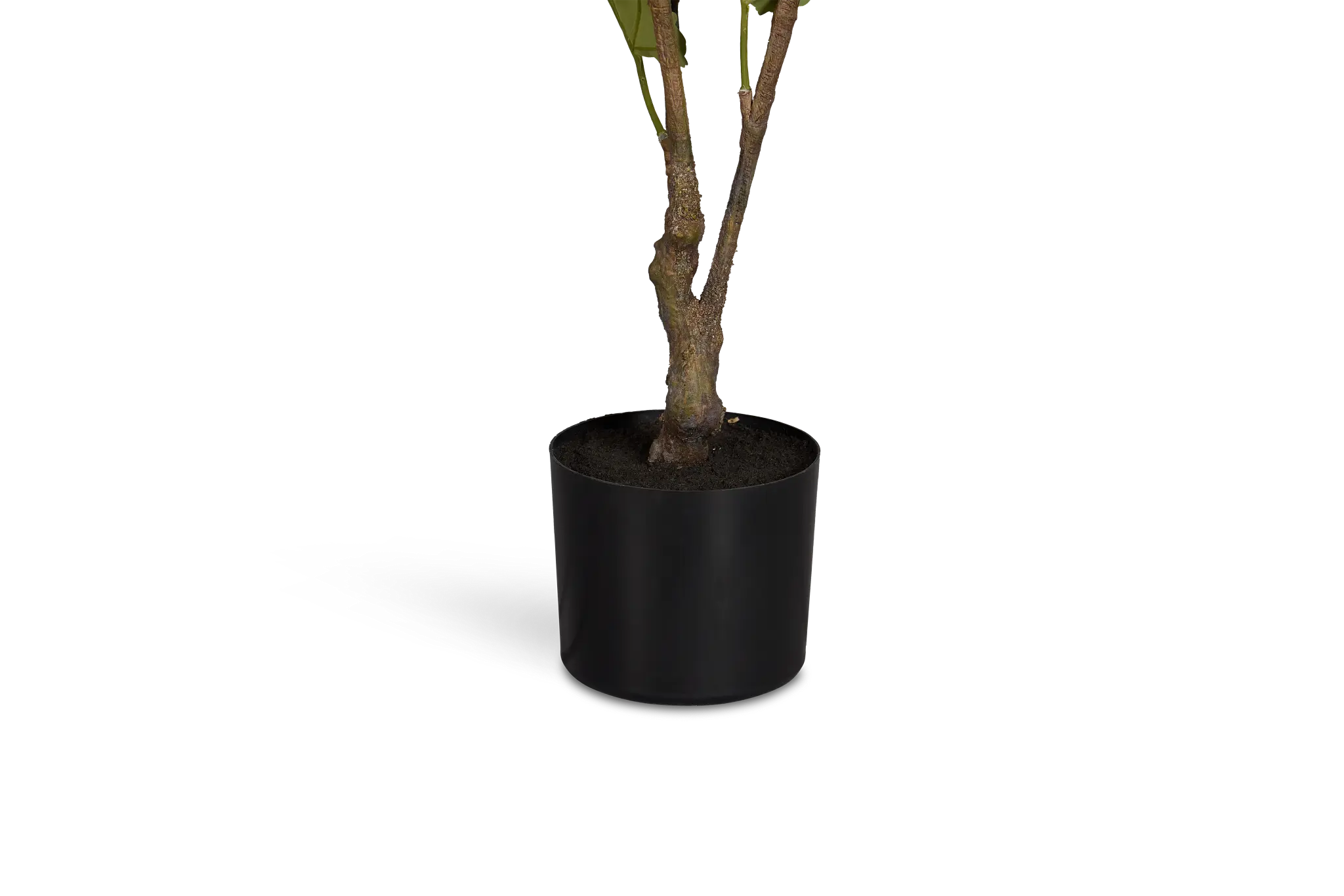 Fig 6' Tree Fig 6' Tree