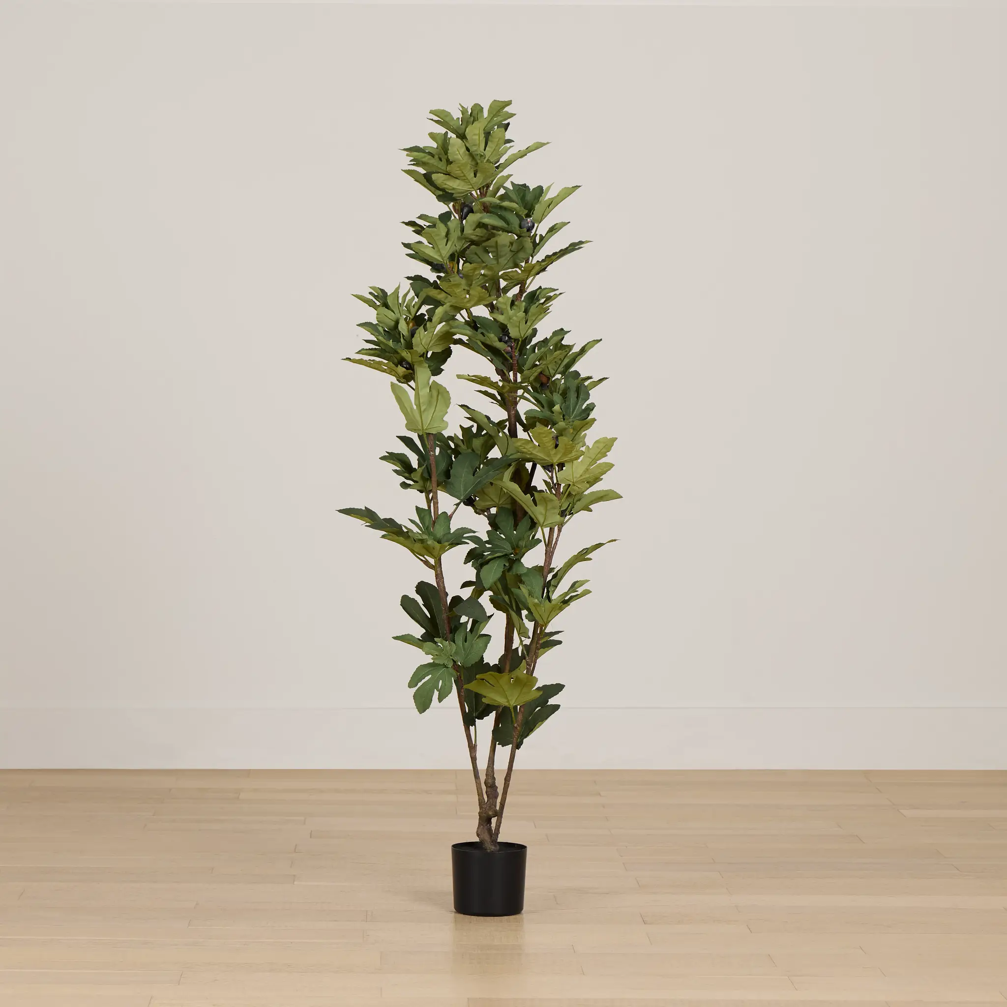 Fig 6' Tree Fig 6' Tree