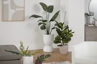 Birds Of Paradise 36" Greenery