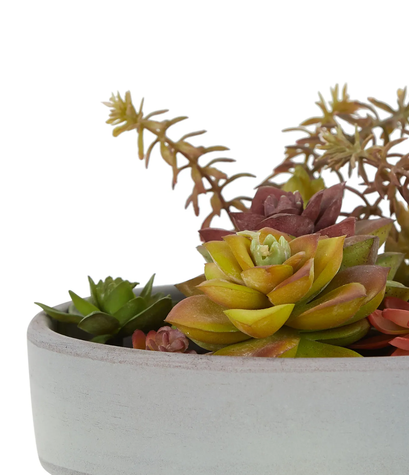 Rosette Multicolored Cement Succulent