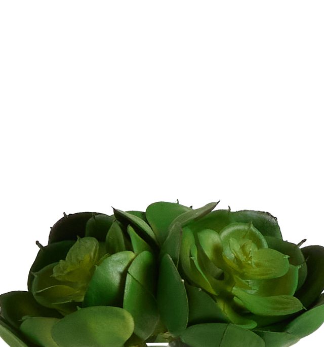 Desert Plant 5.5" Succulent (2)