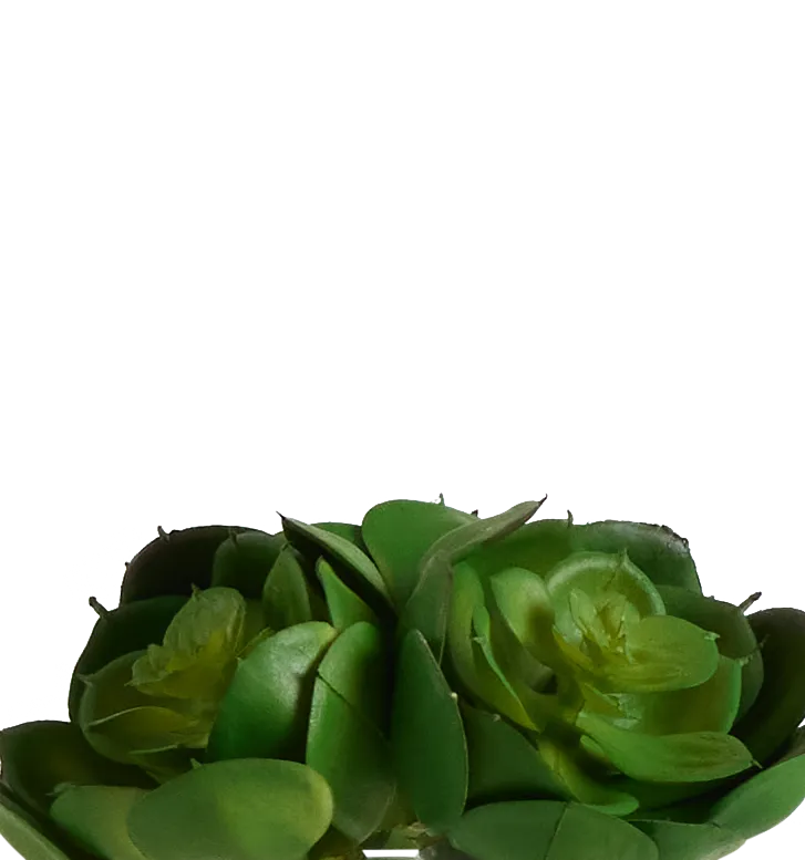 Desert Plant 5.5" Succulent