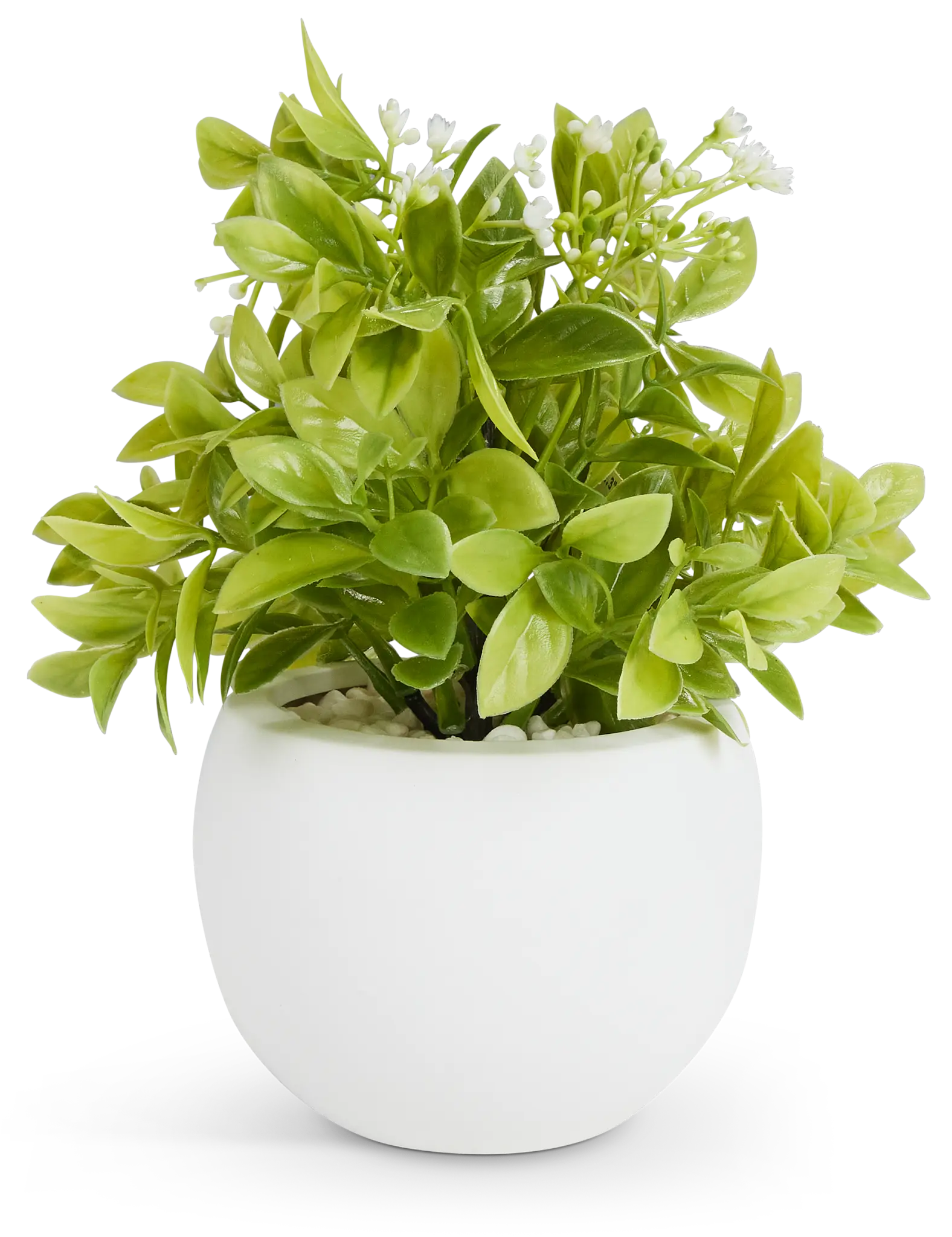 Evergreen Leaf 10.5" Greenery Evergreen Leaf 10.5" Greenery