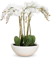 Orchid White 35" Floral Arrangement