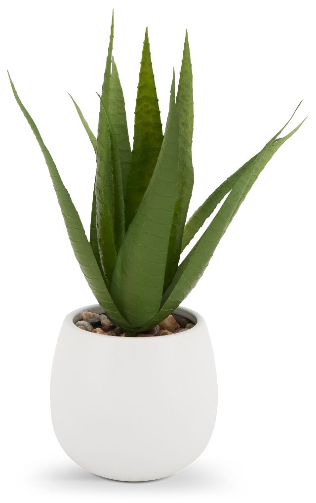 Maderia 11" Aloe