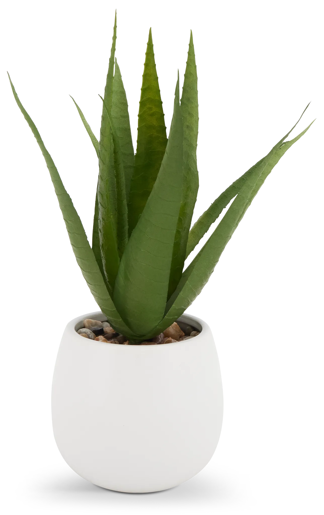 Maderia 11" Aloe
