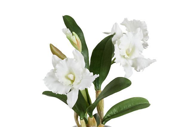 Cattleya White Orchid (2)
