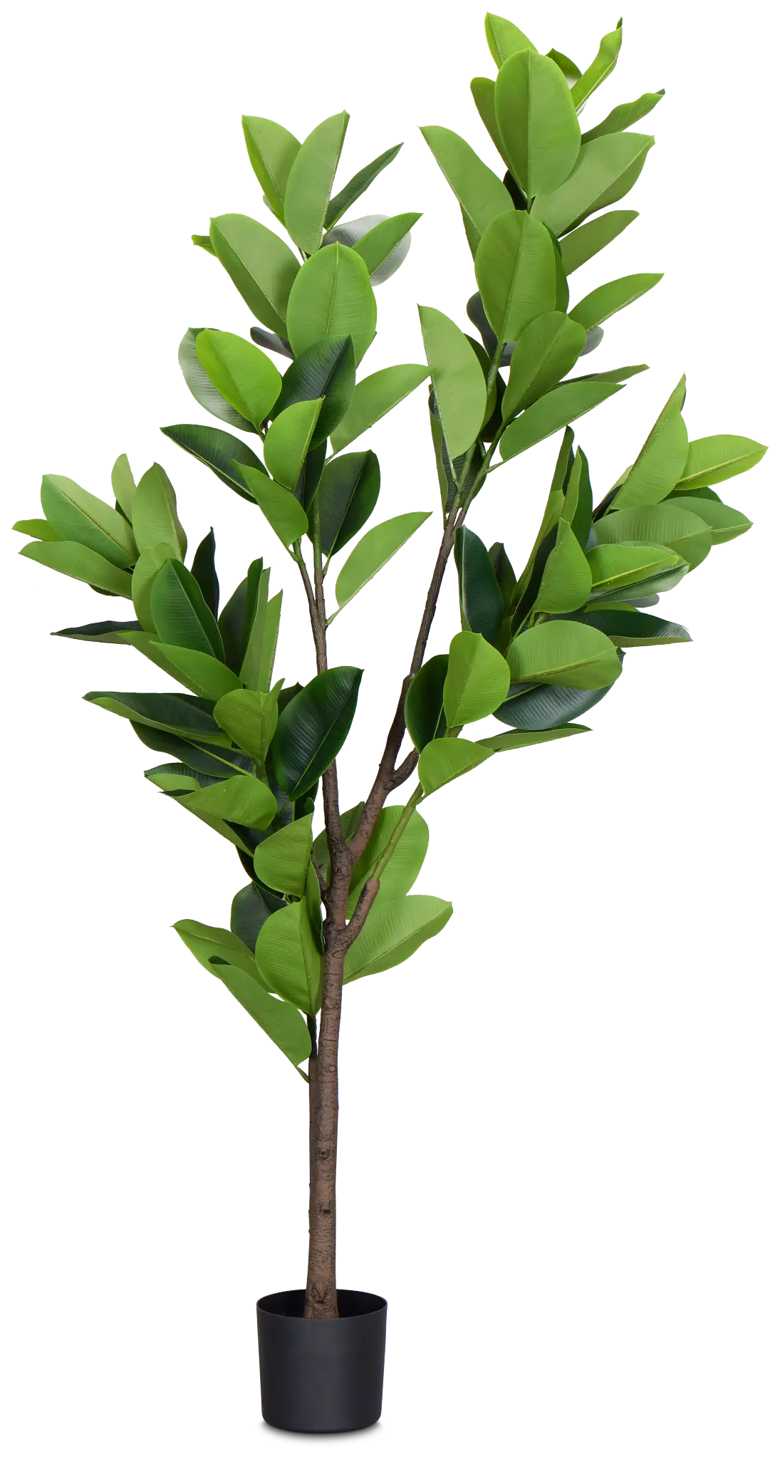 Oak Green 6' Tree Oak Green 6' Tree