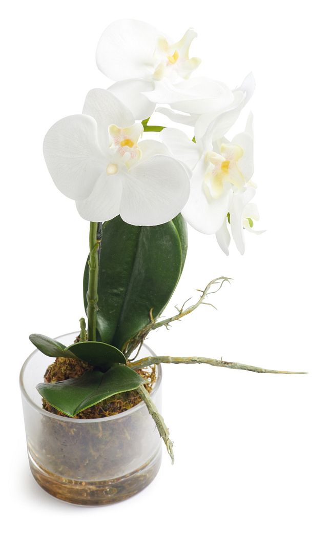 Phalaenopsis White 13" Orchid