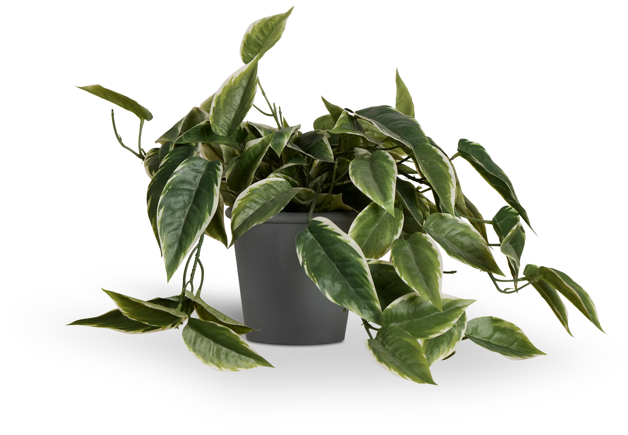 Hostafrance Greenery