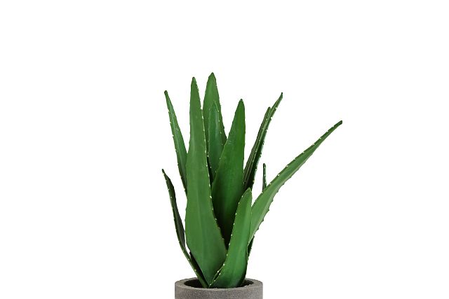 Aloe Small Succulent (2)