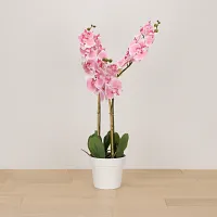 Phalaenopsis 35" Pink Orchid