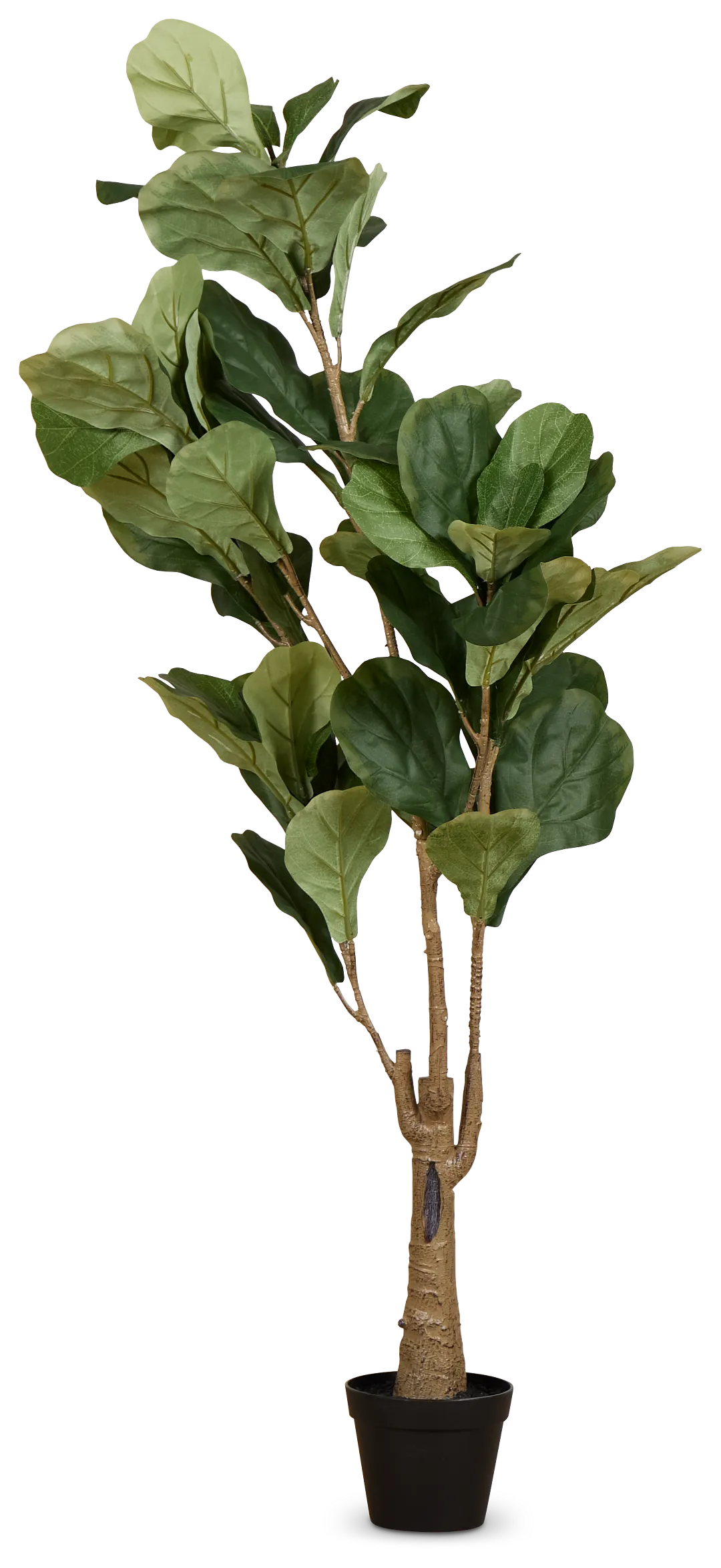 Ficus Lyrata 4' Tree