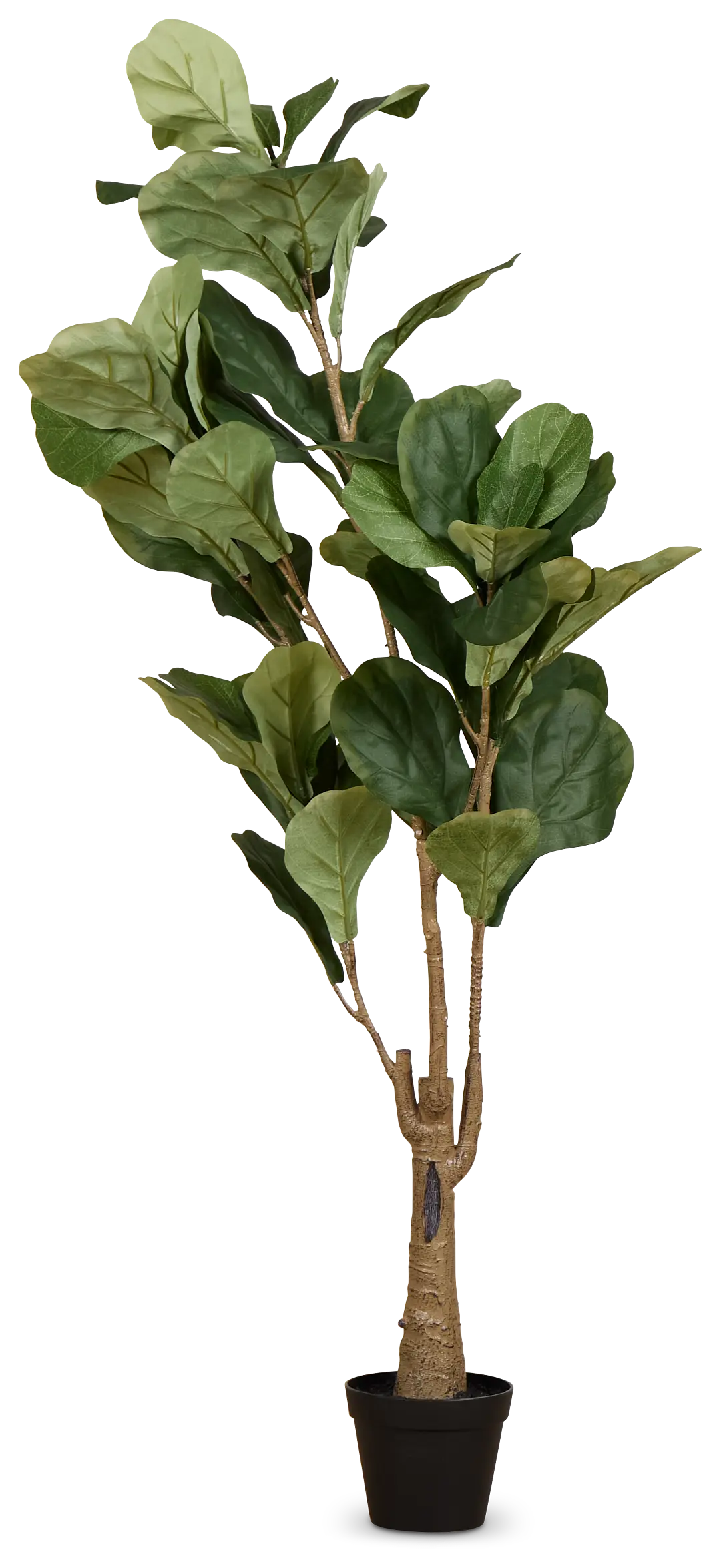 Ficus Lyrata 4' Tree Ficus Lyrata 4' Tree