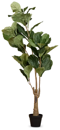 Ficus Lyrata 4' Tree