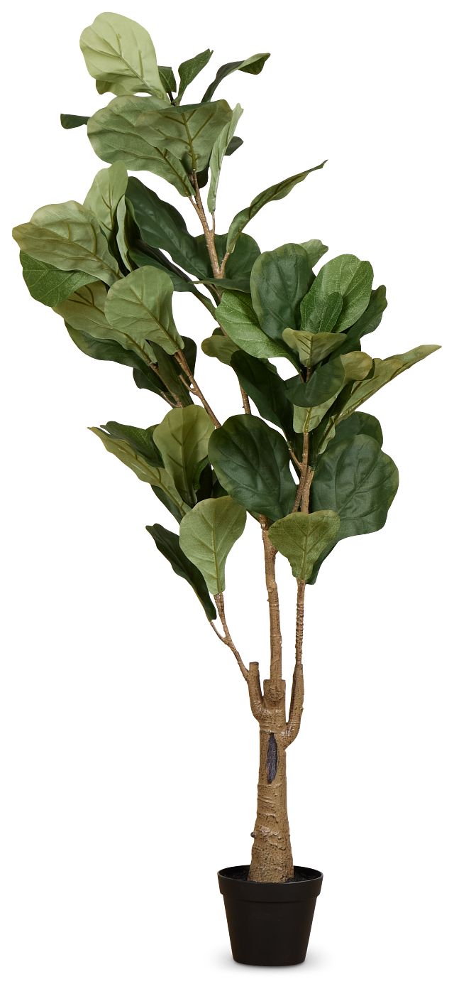 Ficus Lyrata 4' Tree