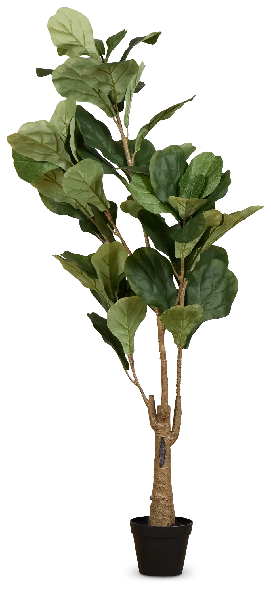 Ficus Lyrata 4' Tree Ficus Lyrata 4' Tree