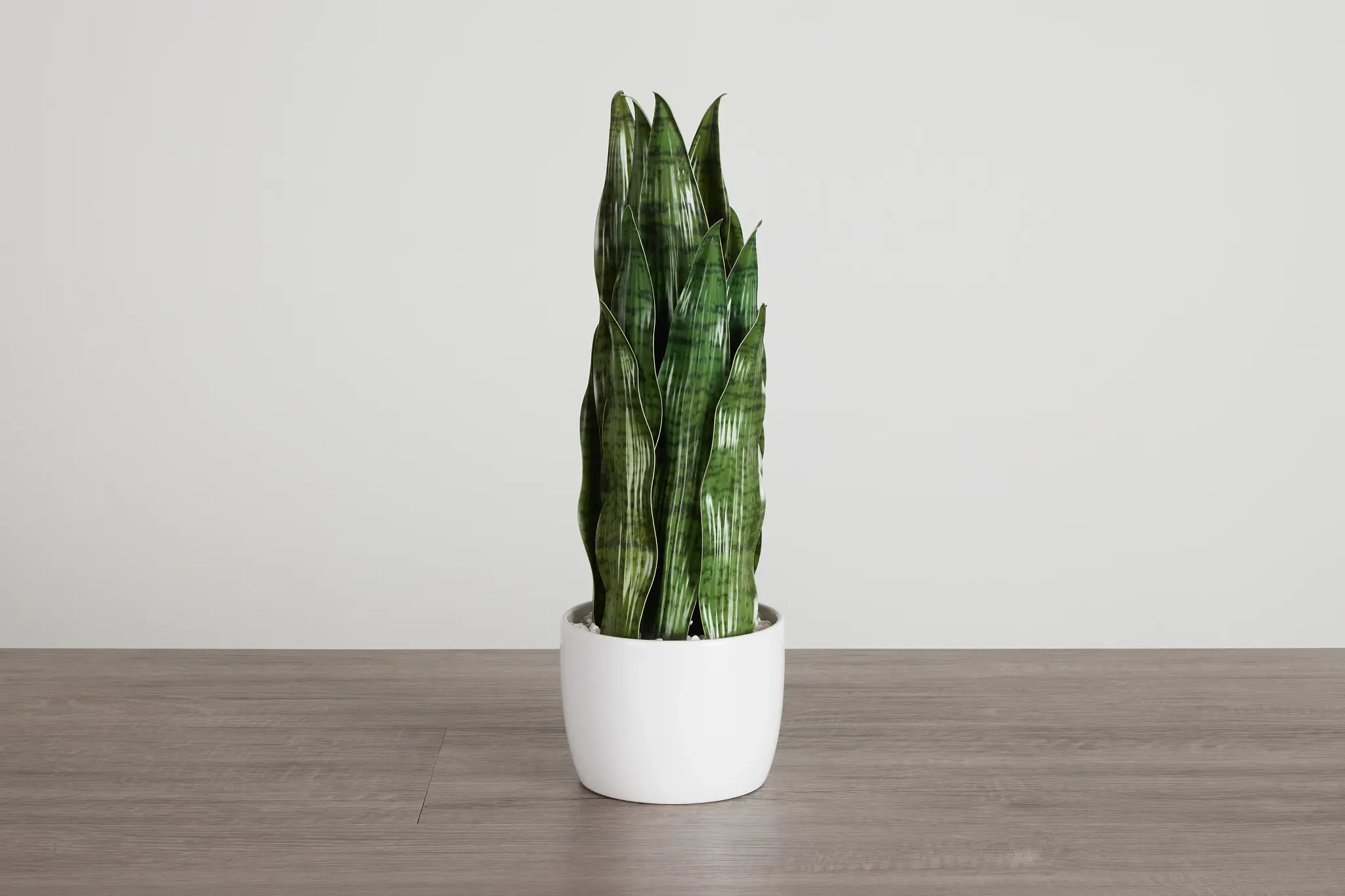 Snake Plant 24" Greenery Snake Plant 24" Greenery